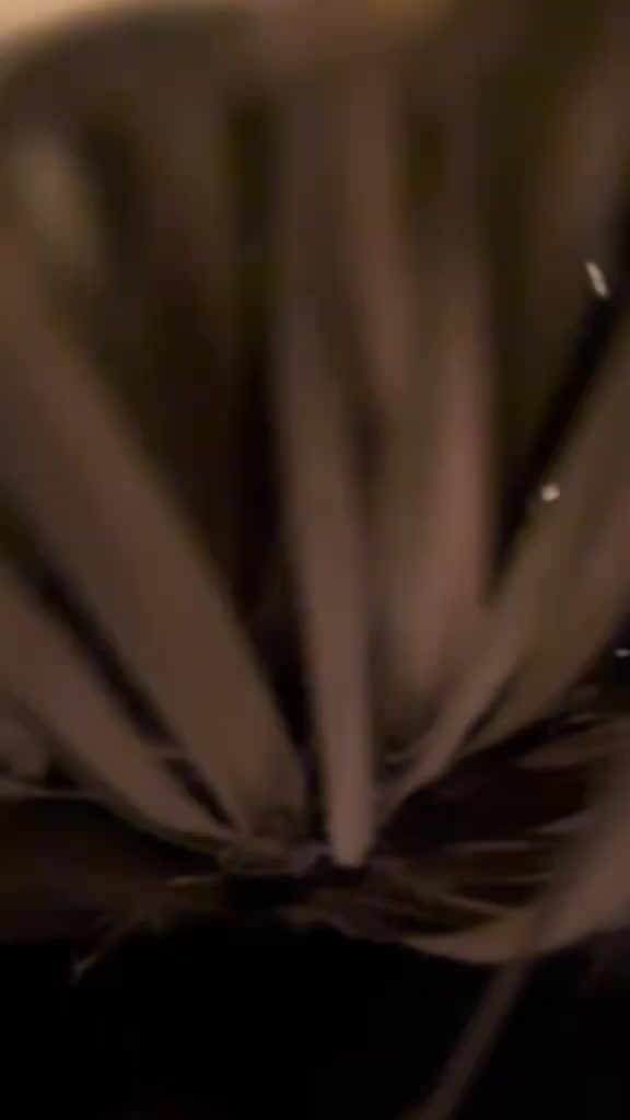 路易斯小祭坛.mp4